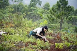 Chung tay phục hồi đất, ngăn chặn sa mạc hóa